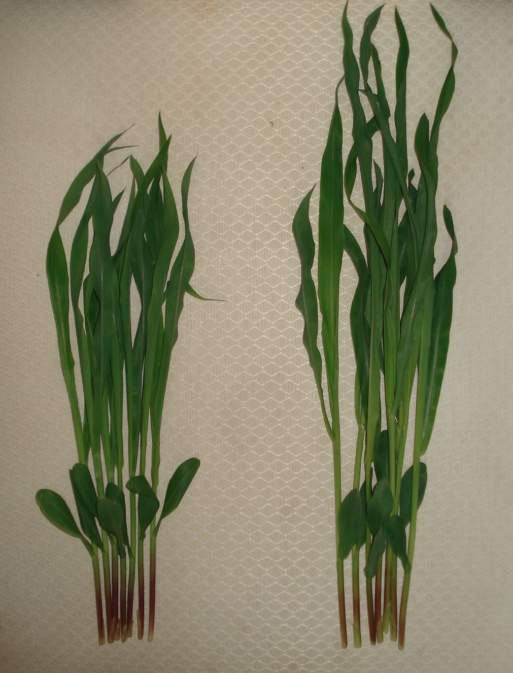 Crop Trial